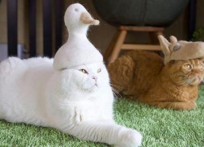 مد گربه ای جدید به بازار آمد! ، تصاویر