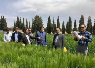 آشنایی کشاورزان با دستاوردهای علمی و تحقیقاتی؛ راهکاری برای تحقق جهش فراوری