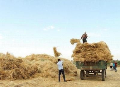 18 مرکز خرید تضمینی گندم در خراسان جنوبی تجهیز شد