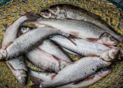 راهکارهای توسعه پرورش ماهی در کشور، ارز را به جای واردکننده به تولیدکننده نهایی بدهید