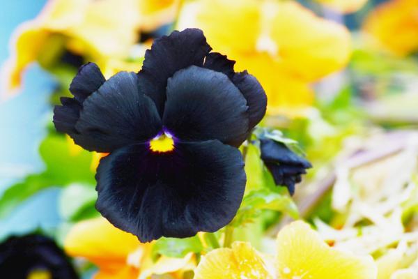 گیاهانی با گل سیاه رنگ!