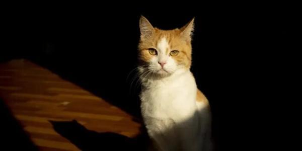 عکس هایی که نشان می دهند گربه ها چطور جهان را می بینند