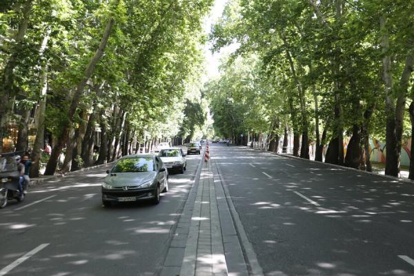 تصمیم تازه برای چنارهای خیابان ولیعصر ، جزییات کاشت درختانی از خراسان رضوی در خیابان ولیعصر تهران