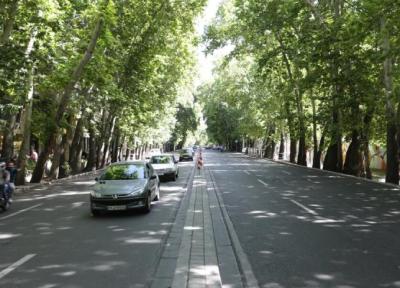 تصمیم تازه برای چنارهای خیابان ولیعصر ، جزییات کاشت درختانی از خراسان رضوی در خیابان ولیعصر تهران