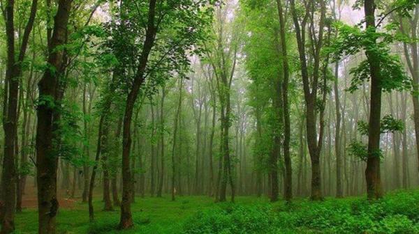 زیباکنار کرانه ای ساحلی به وسعت آسمان