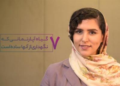 پیشنهاد هفته؛ 7 گیاه آپارتمانی زیبا که به مراقبت کمی نیاز دارند